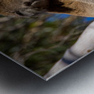 Koala Metal print