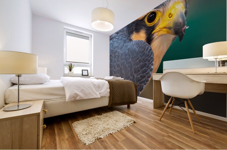 Aplomado Falcon Mural print