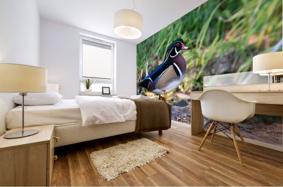 Male Wood Duck Mural print