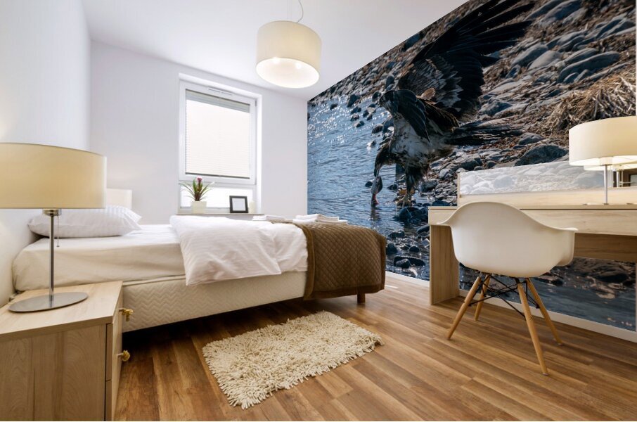 Juvenile Bald Eagle Mural print