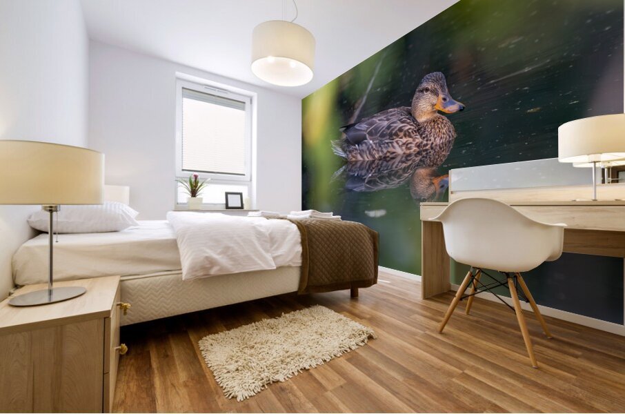 Female Mallard Duck Reflection Mural print