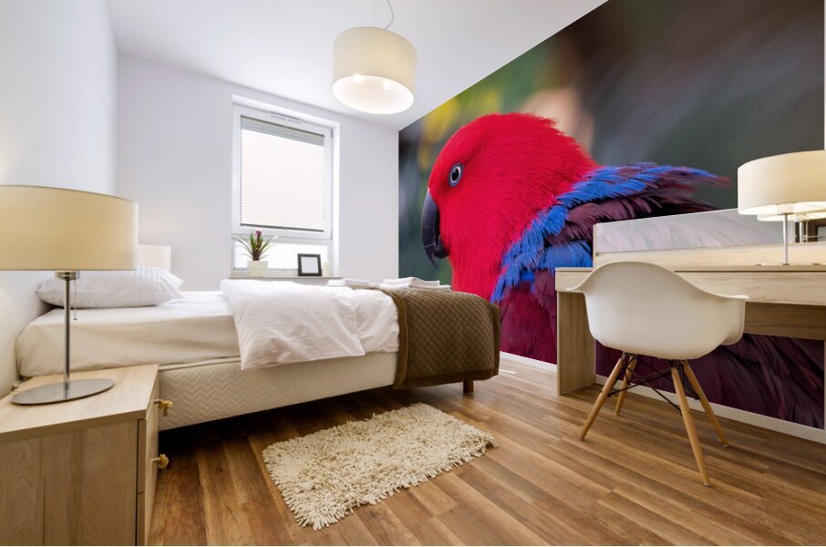 Eclectus Parrot Mural print