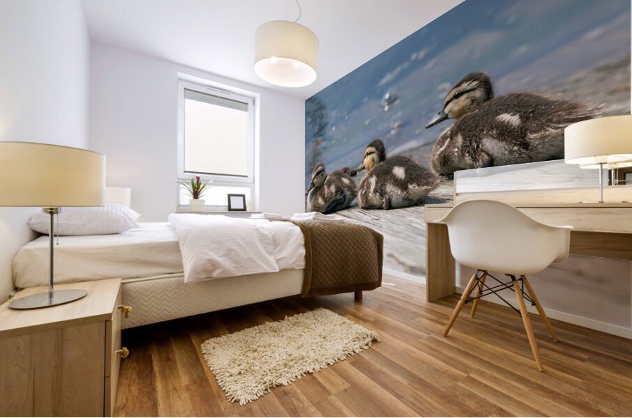 Mallard Ducklings Impression murale