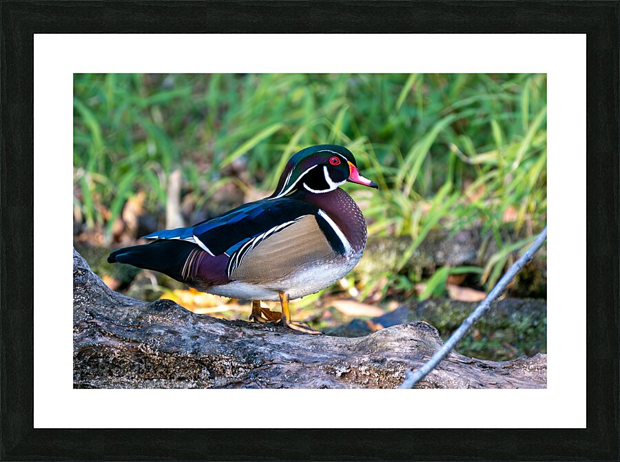 Male Wood Duck Picture Frame print