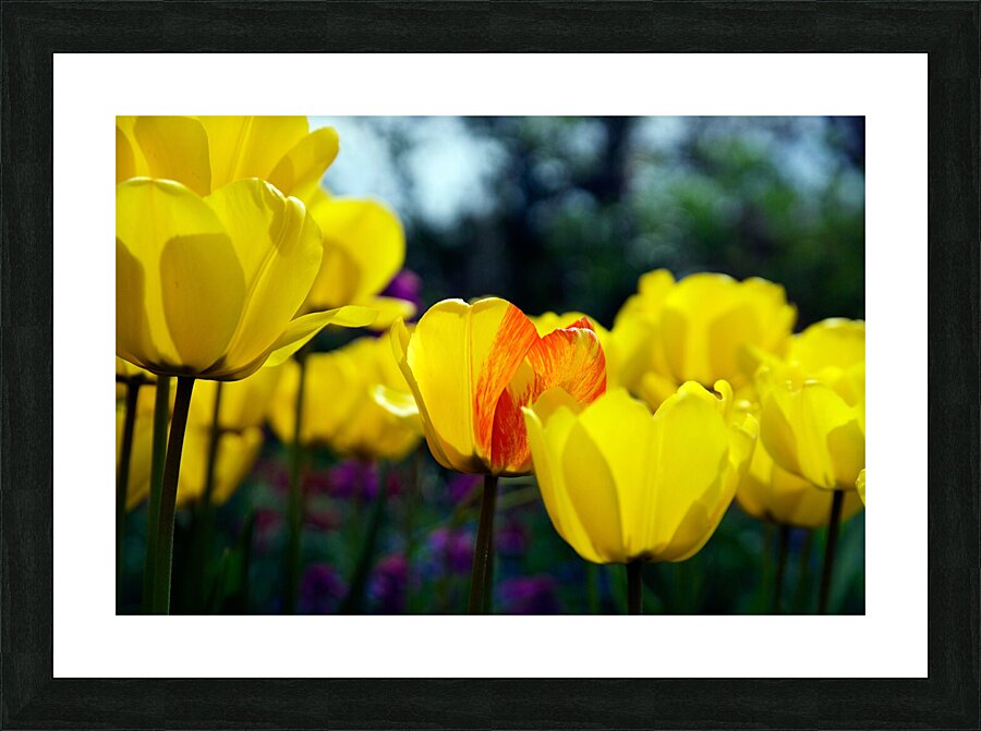 Being Different Is Special Picture Frame print