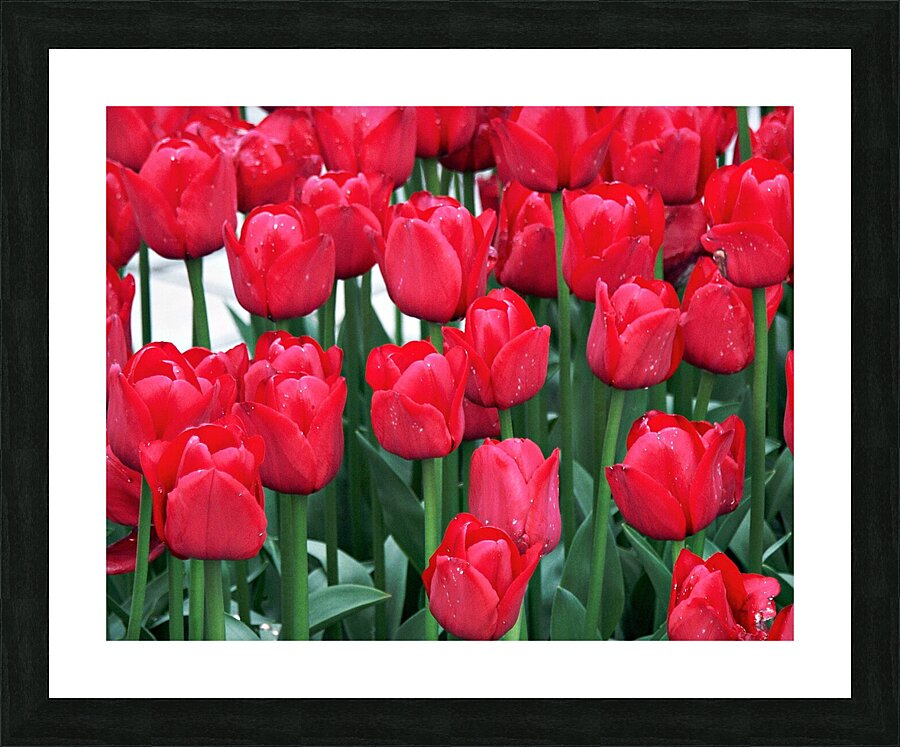 Red Tulips Picture Frame print