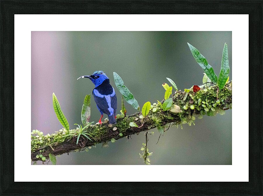 Red-legged Honeycreeper Picture Frame print
