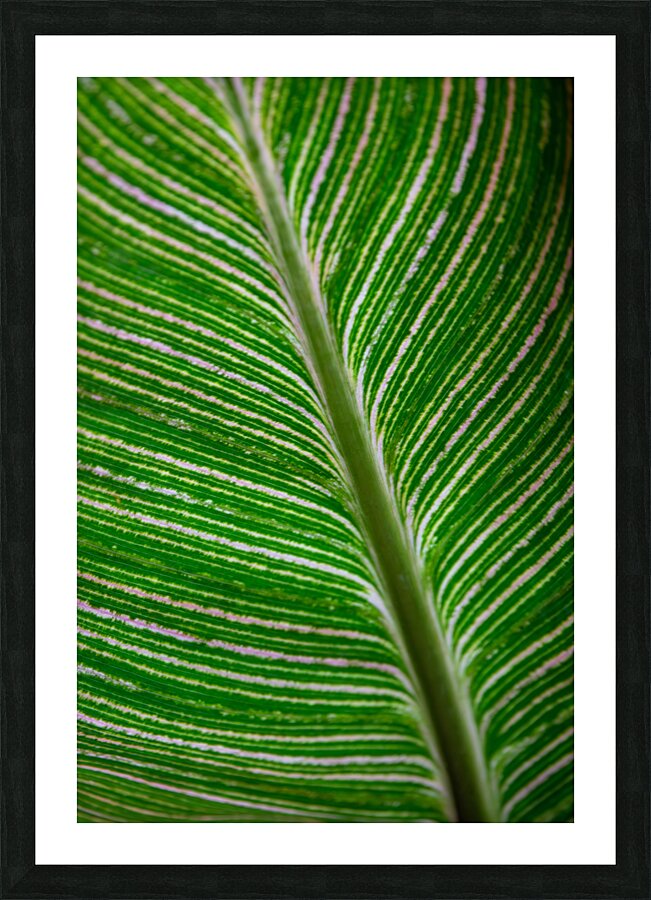 Green Calathea Leave Picture Frame print