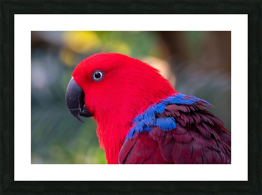 Eclectus Parrot Picture Frame print