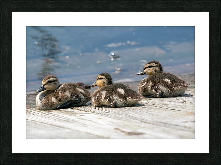 Mallard Ducklings Impression et Cadre photo