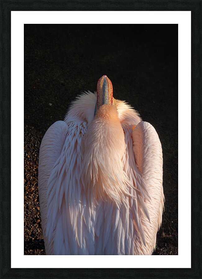 Great White Pelican Picture Frame print