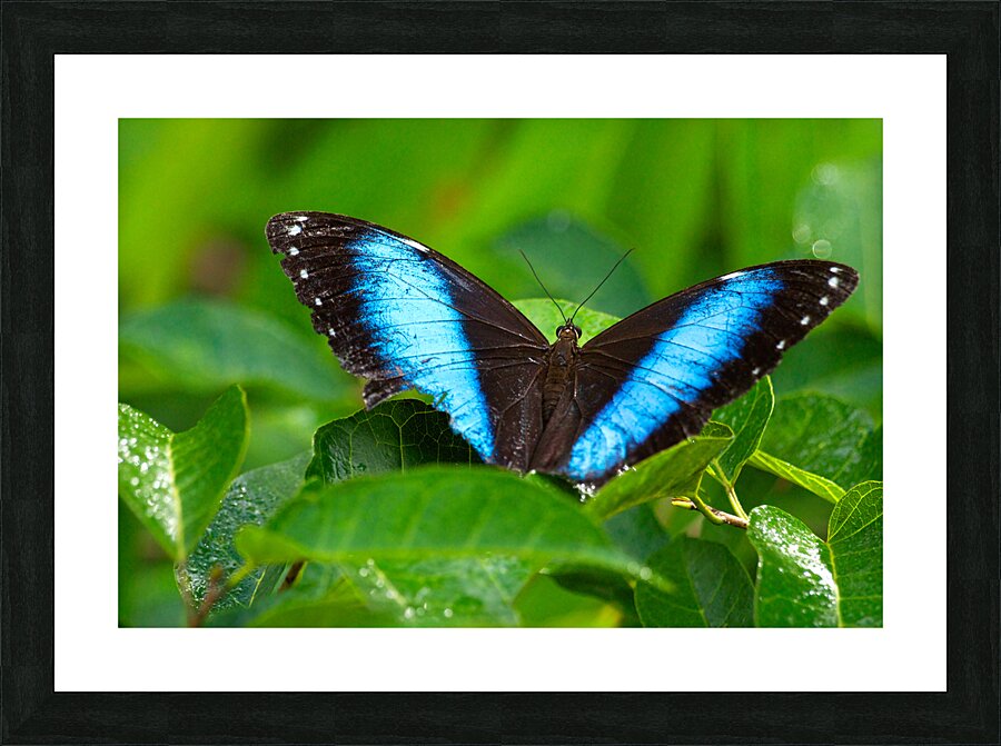 Achilles Blue Morpho Butterfly Picture Frame print
