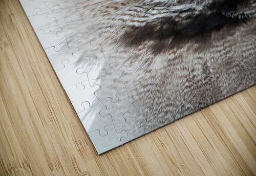 Verreauxs eagle-owl Adel B Korkor puzzle