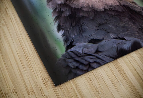 Harpy eagle Adel B Korkor puzzle