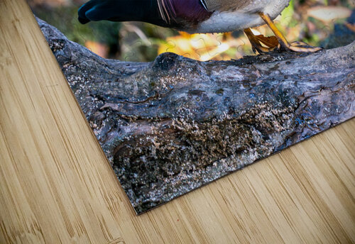 Male Wood Duck Adel B Korkor puzzle