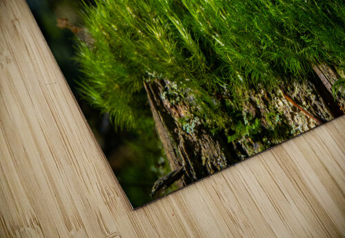 Gomphidius Mushroom Adel B Korkor puzzle