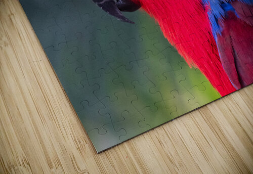 Eclectus Parrot Adel B Korkor puzzle