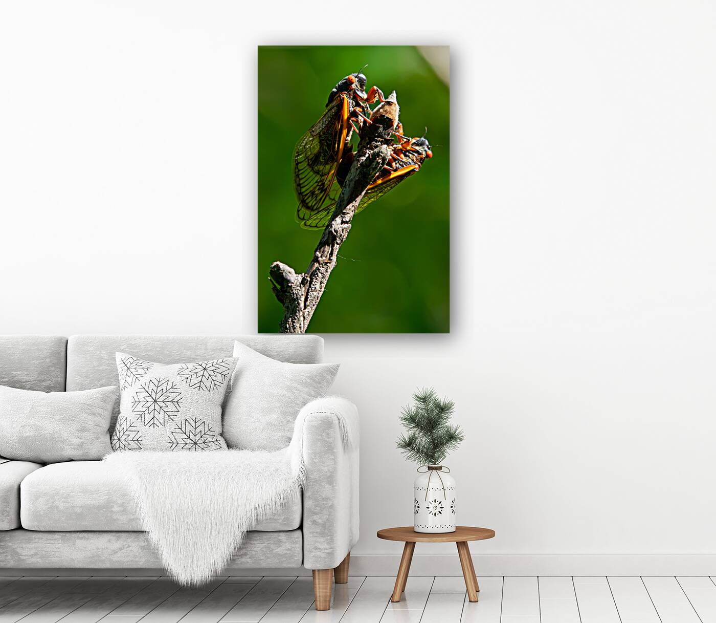 Cicadas Reproduction