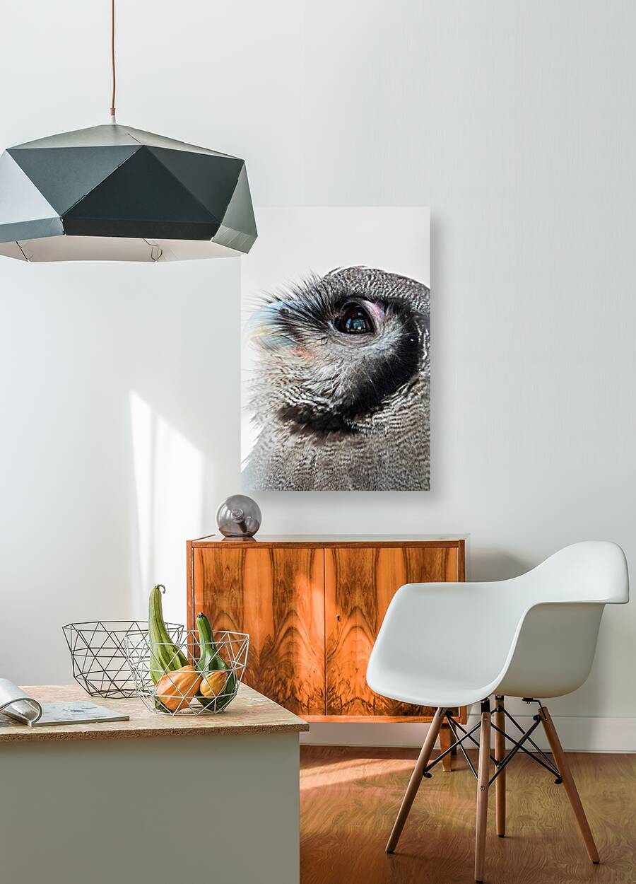 Verreauxs eagle-owl Reproduction