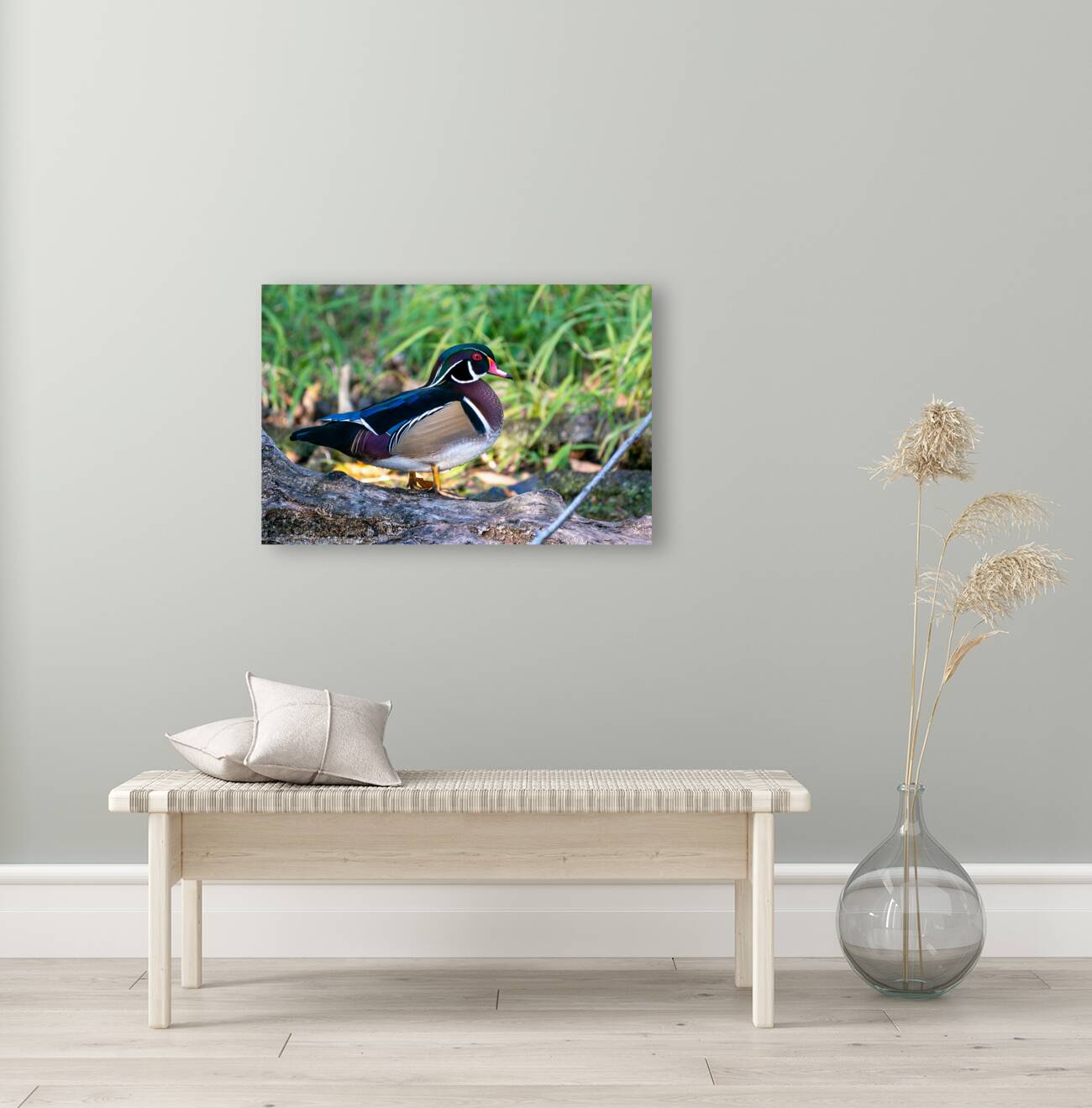 Male Wood Duck Reproduction