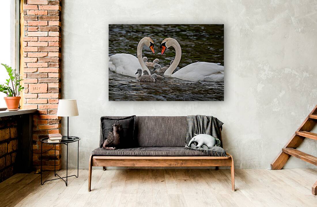Mute Swans Reproduction