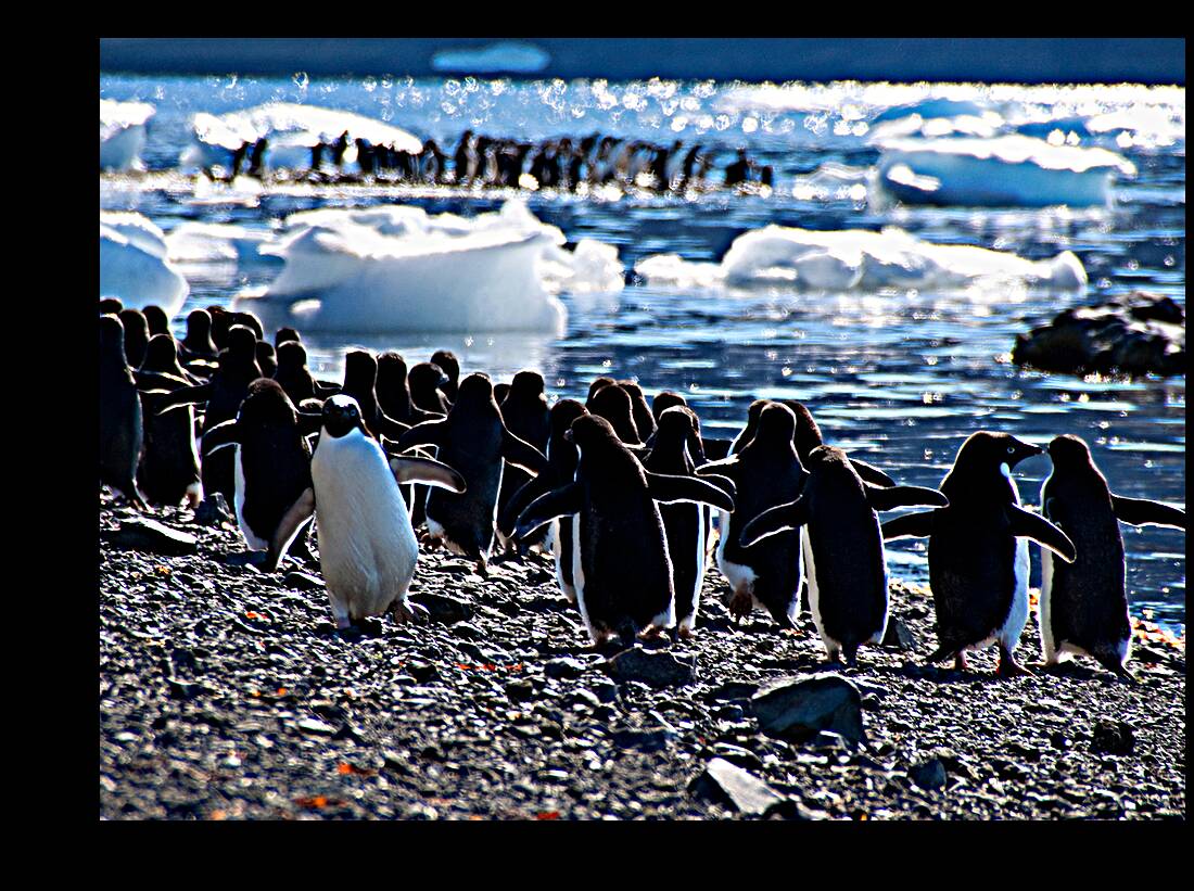 Walk Your Own Path Reproduction