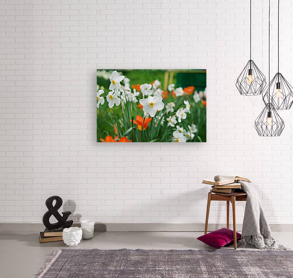 White Daffodil Reproduction