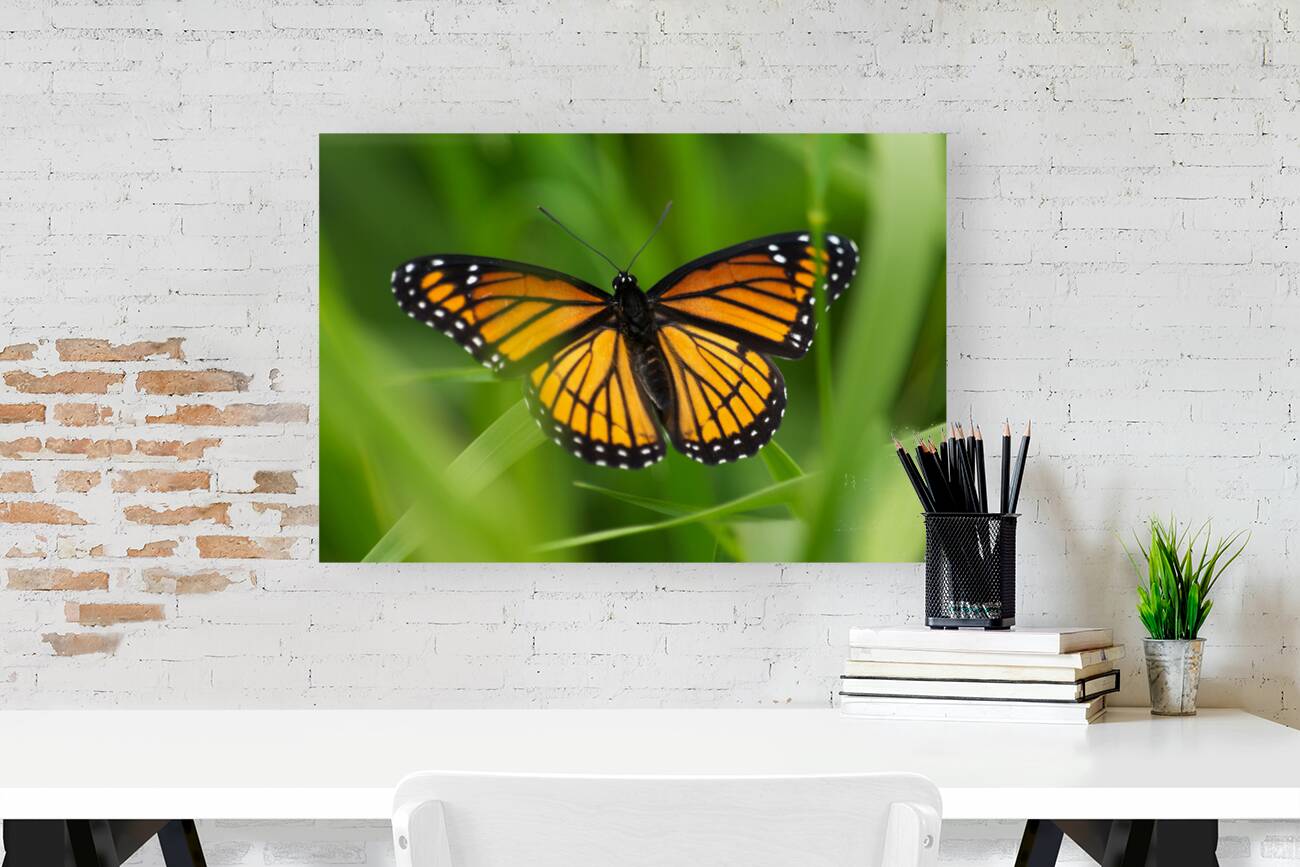 Monarch Butterfly Reproduction