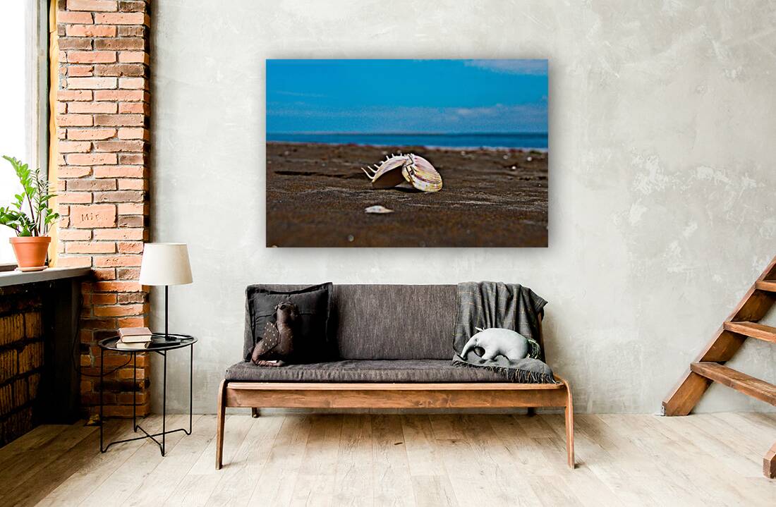 Angel Wing Sea Shell Reproduction