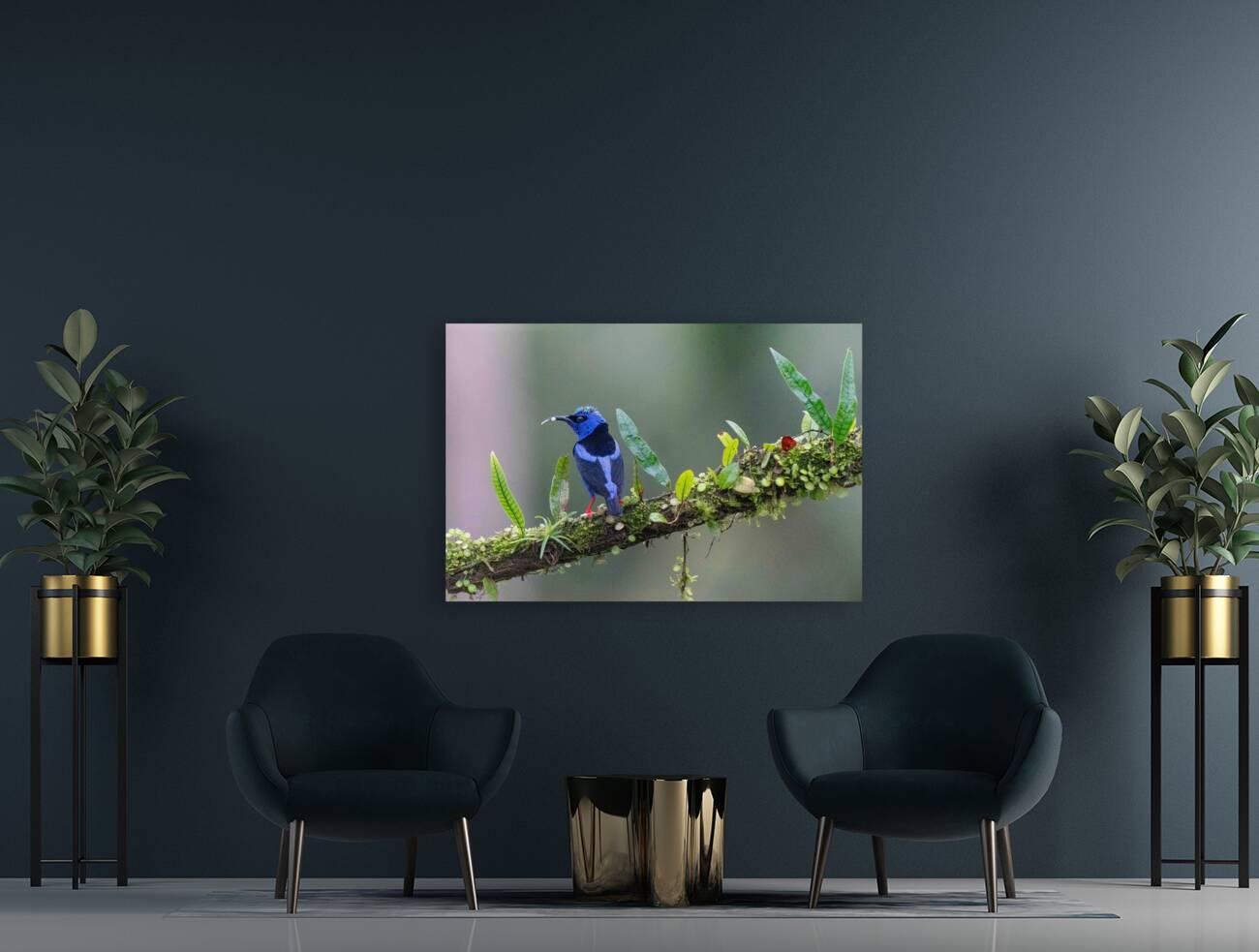 Red-legged Honeycreeper Reproduction