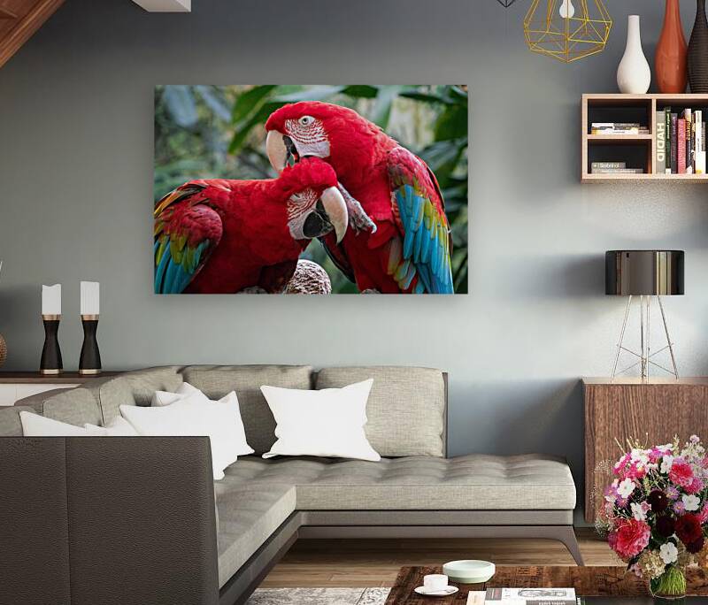 Macaws Reproduction