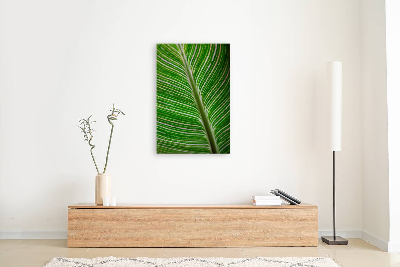 Green Calathea Leave Reproduction