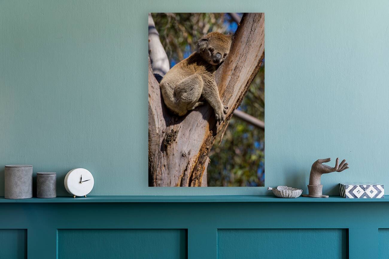 Koala Reproduction