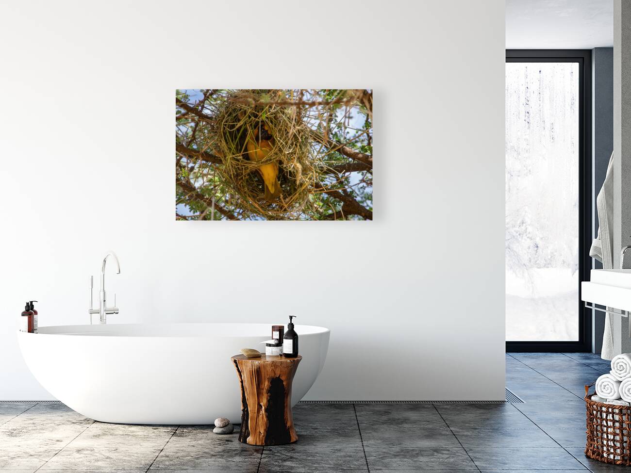 Southern Masked Weaver Reproduction