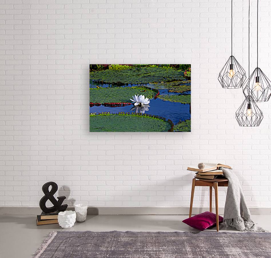 Amazon Water Lilly Reproduction