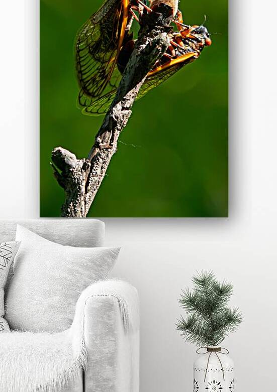 Cicadas by Adel B Korkor