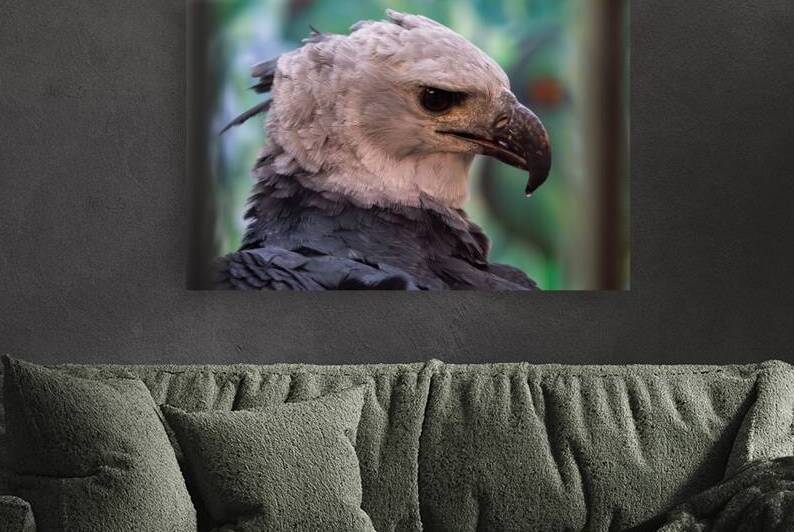 Harpy eagle by Adel B Korkor
