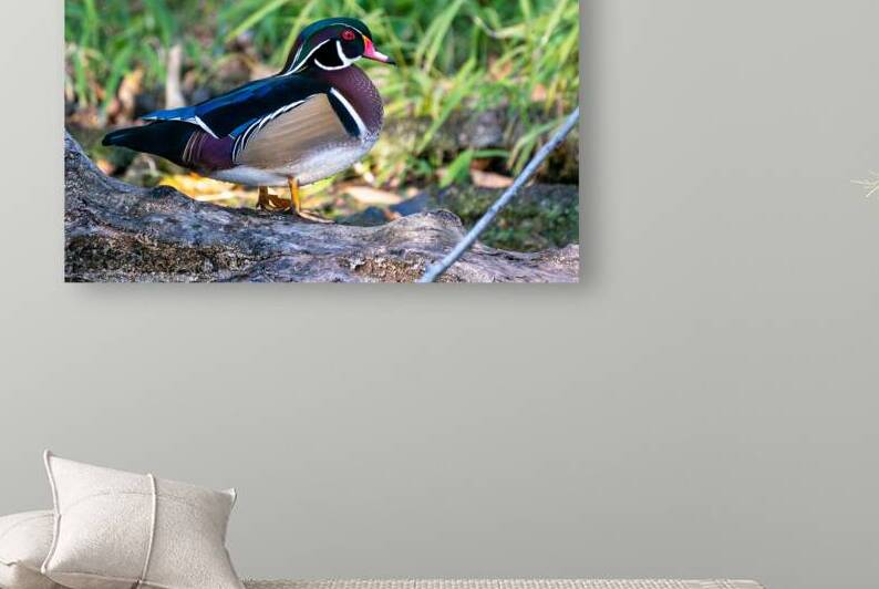 Male Wood Duck by Adel B Korkor