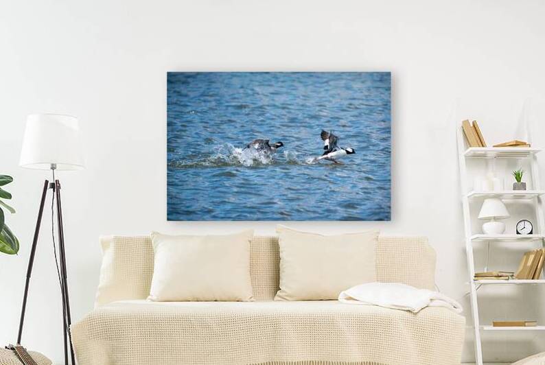 Bufflehead Ducks by Adel B Korkor
