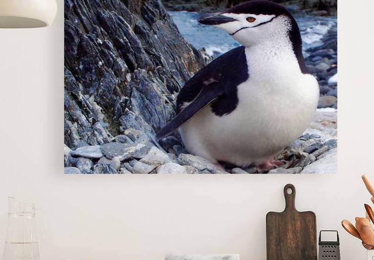 Chinstrap Penguin by Adel B Korkor