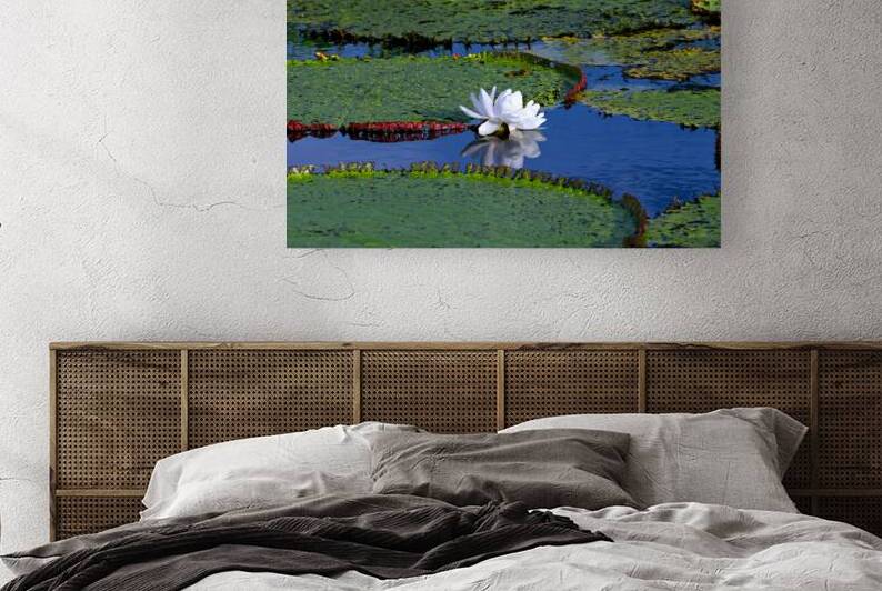 Water Lily on the Amazon River by Adel B Korkor