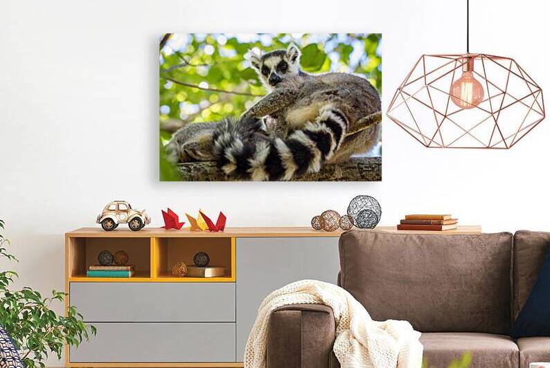 Ring-tailed Lemur by Adel B Korkor