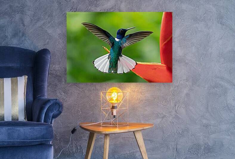 Handsome White-Necked Jacobin by Adel B Korkor