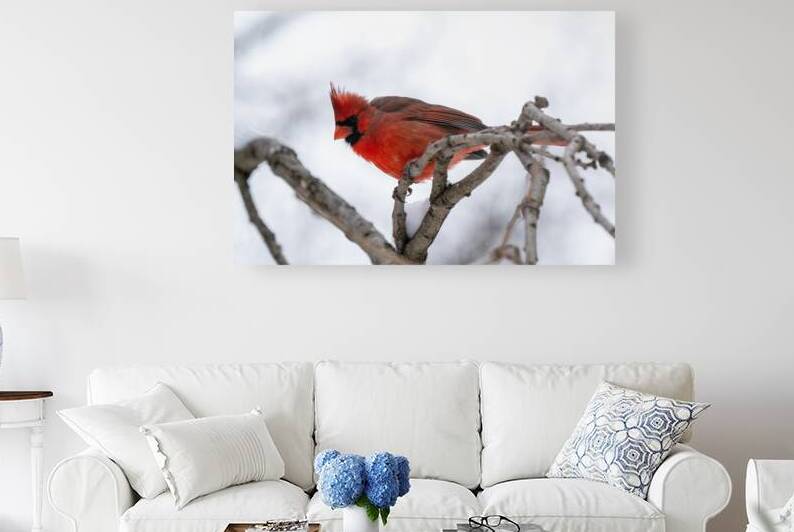 Northern Cardinal Reproduction