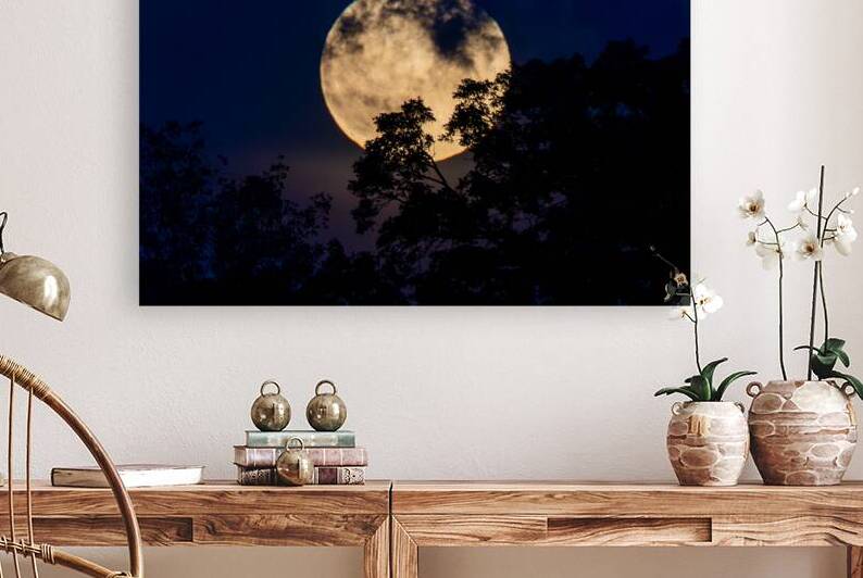 Moon Lit Night Reproduction