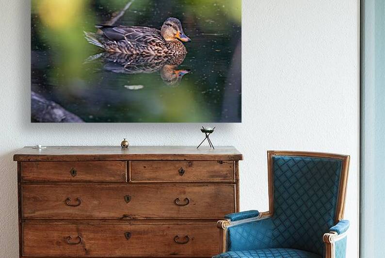 Female Mallard Duck Reflection Reproduction