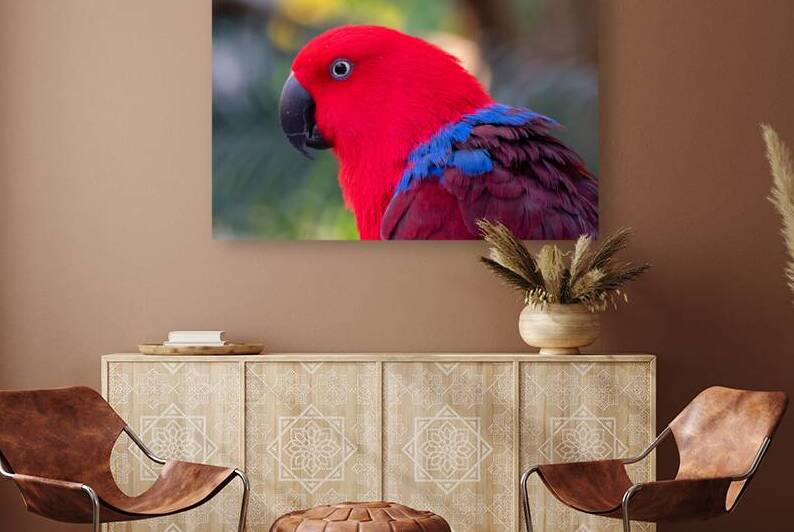 Eclectus Parrot by Adel B Korkor