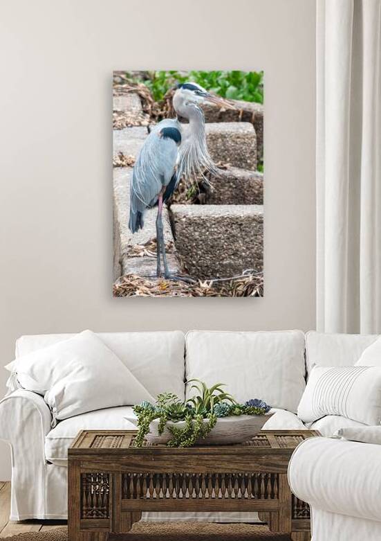 Great Blue Heron Reproduction