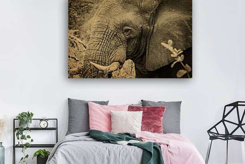 African Bush Elephant by Adel B Korkor