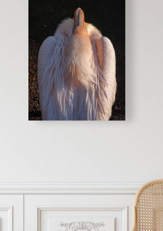 Great White Pelican Reproduction